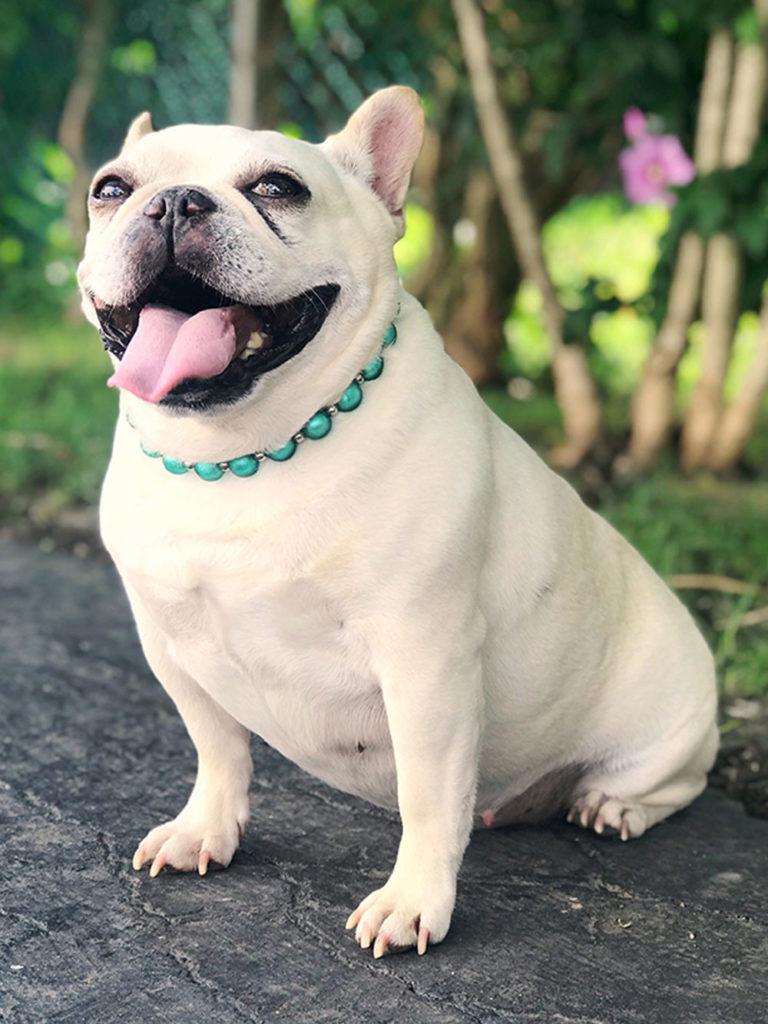 Image of a smiling Ariel, a cream French bulldog wearing turquoise glass pearls.