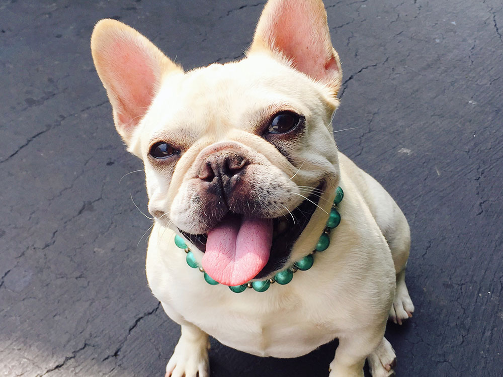 Image of Ariel, a cream French bulldog wearing turquoise glass pearls, who is looking up at the viewer while smiling with her tongue out.